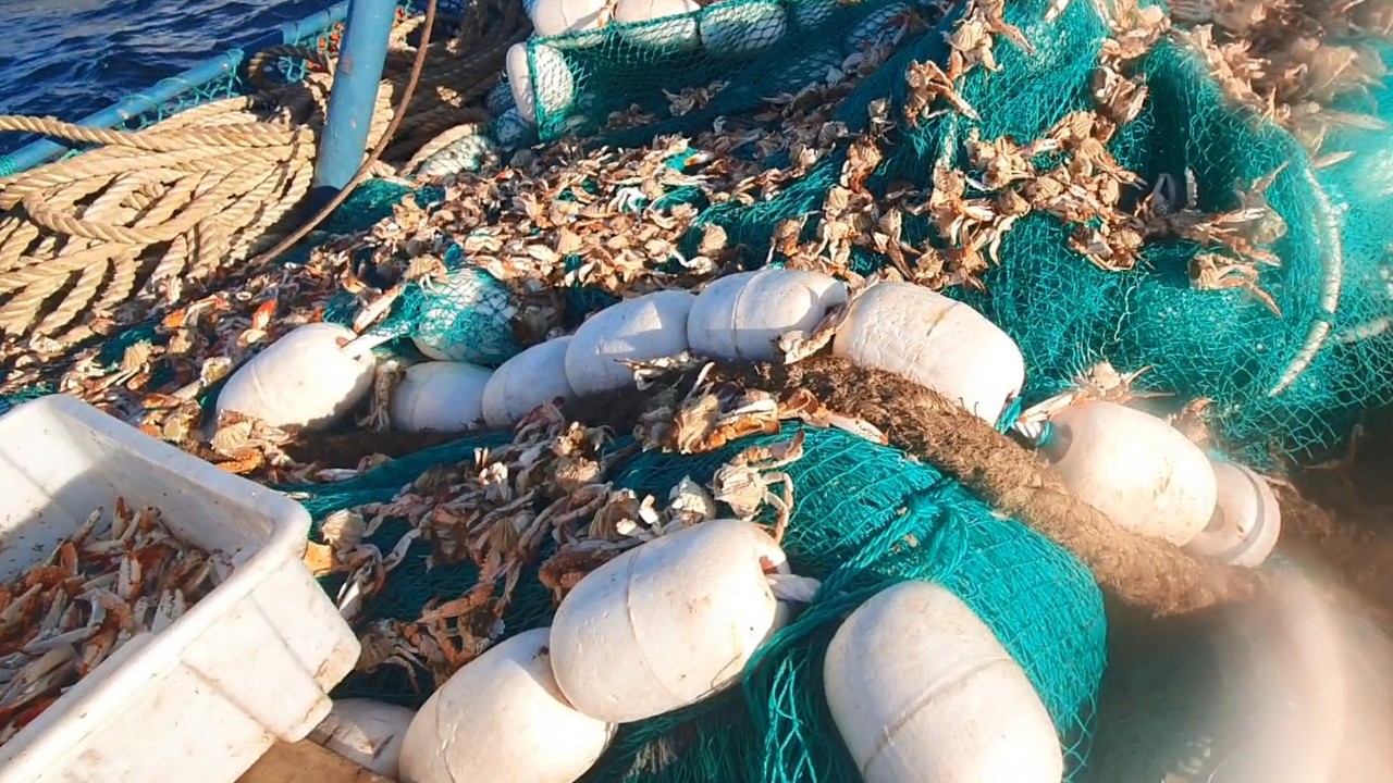 ▲나포된 어선에서 발견된 불법 어획물(꽃게)