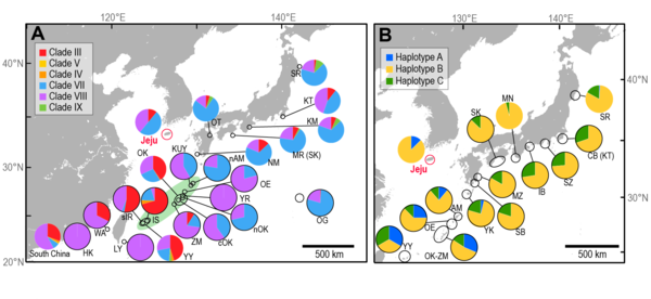 제주도와 인근 해역에 서식하는 바다거북 개체군의 미토콘드리아 DNA 하플로타입의 구성(A=푸른바다거북, B=붉은바다거북). 그림 A에서 연두색으로 표시된 지역은 일본 남부에 위치한 류큐 열도로, 제주도 바다거북 개체군과 높은 유전자 연결성을 보였다. 검은색 테두리의 파이 그래프는 번식지를 나타냄. 제주도를 제외한 각 지역의 이름은 줄임말로 표시. 인하대 제공