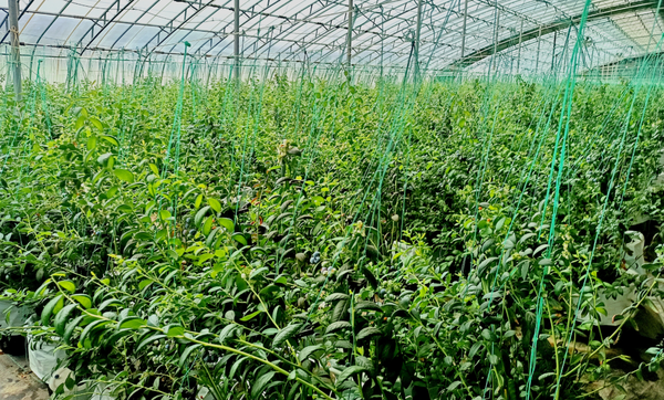 이허진 블루베리 농장. China Media Group 국제재선 포토