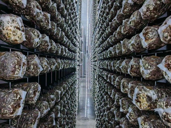 'Aize Fuji Biotechnology'의 버섯기지 전경. China Media Group 국제재선 포토