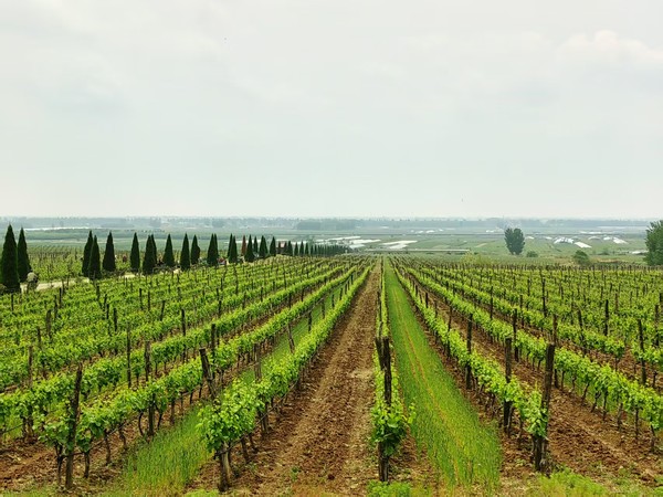 구정장원 인근 포도밭. China Media Group 국제재선 포토