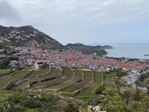 청산어촌마을의 녹차밭과 마을 전경