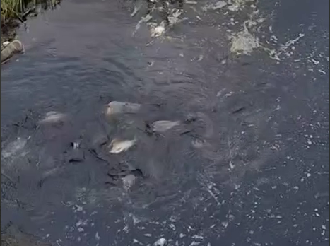 폐수로 인해 하천이 오염되면서 물고기들이 떼죽음을  당했다. 제보자 포토.