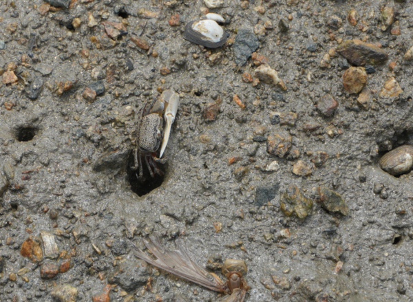 흰발농게. 인천녹색연합