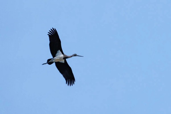 지난 달 21일 발견된 검은황새. 일조일보 포토