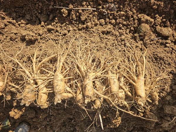 ‘제철 맞은 6년근 강화고려인삼‘. 강화군 포토