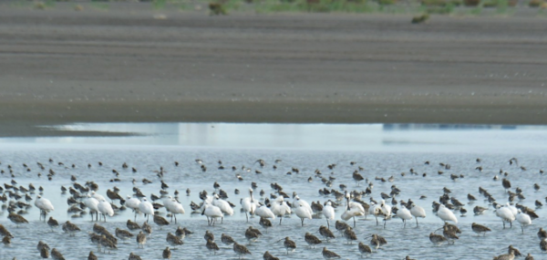영종도 제2준설토투기장 모습. 인천녹색연합 포토
