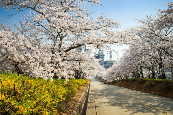 SK인천석유화학 벚꽃동산. SK인천석유화학 포토